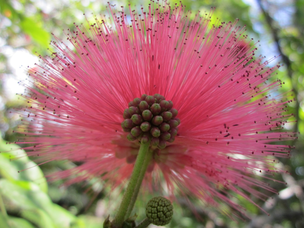 powderpuff flower red free photo