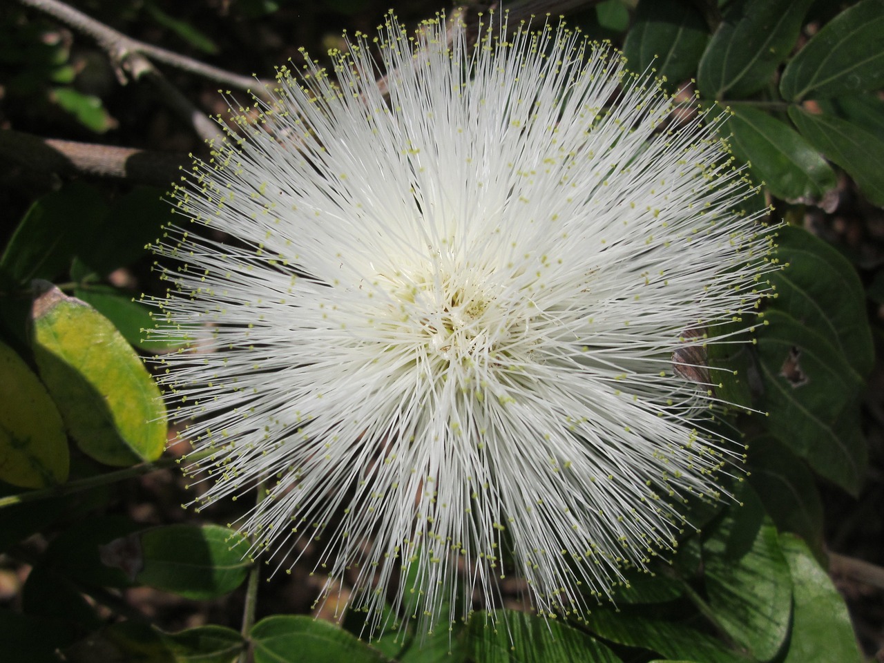 powderpuff flower white free photo