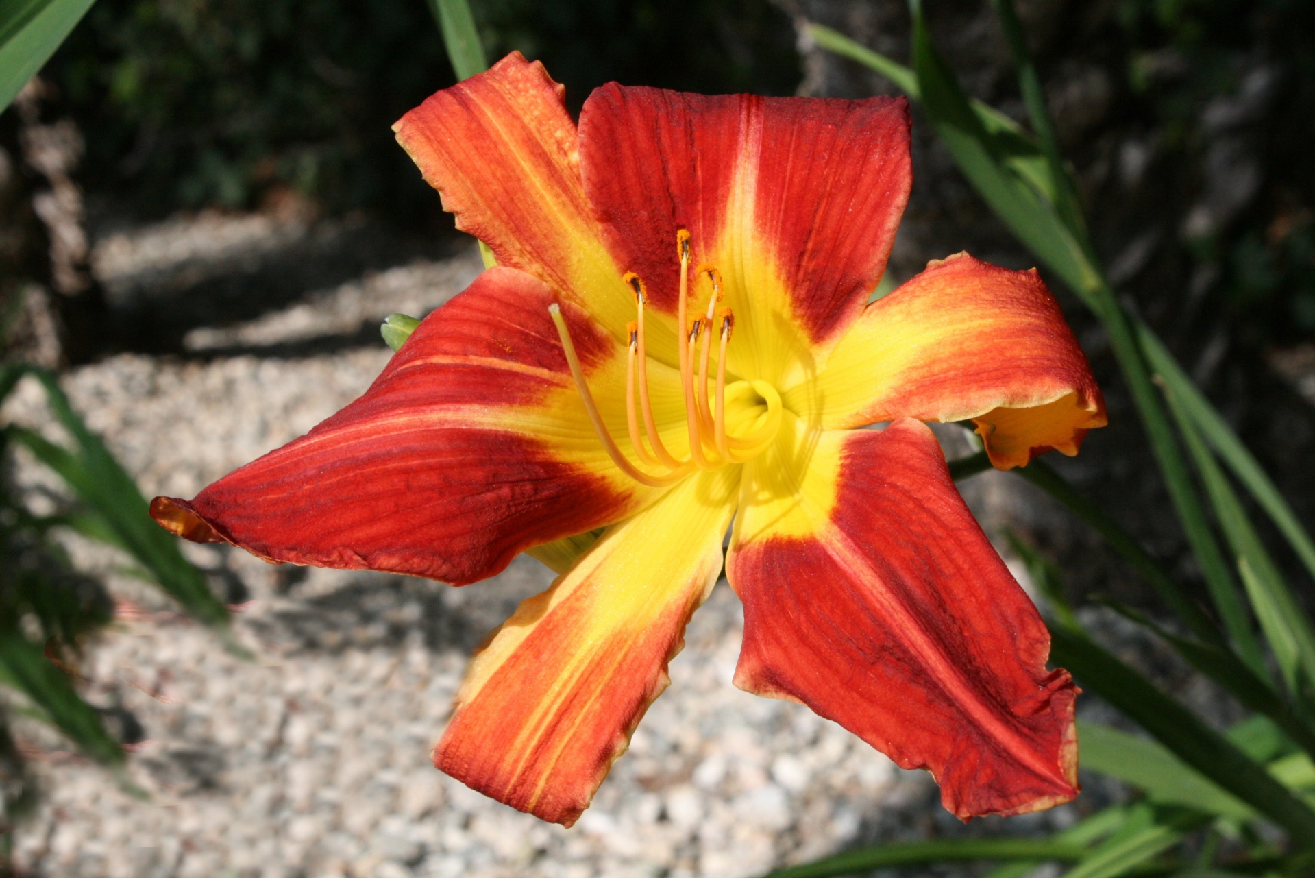 iris flower red free photo