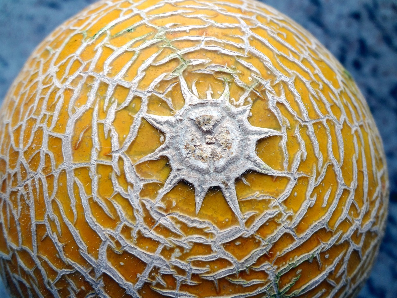 power melon fruit sun form free photo