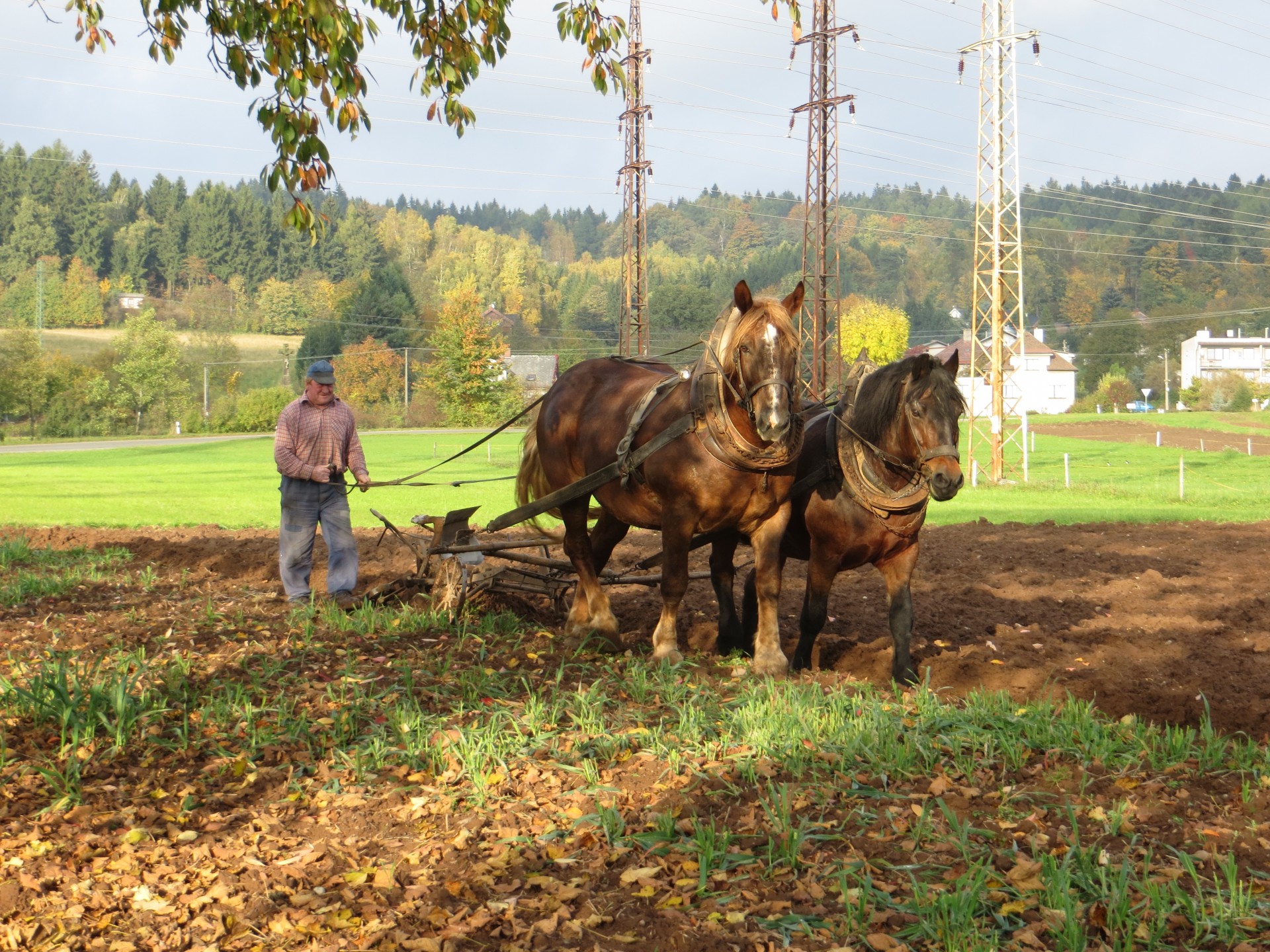 field horses work on the field free photo