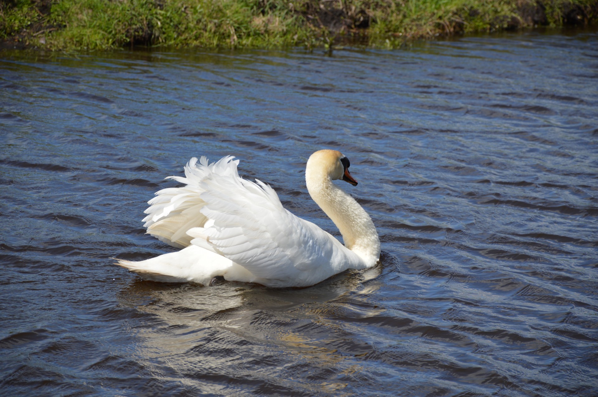 swan water bird animal free photo