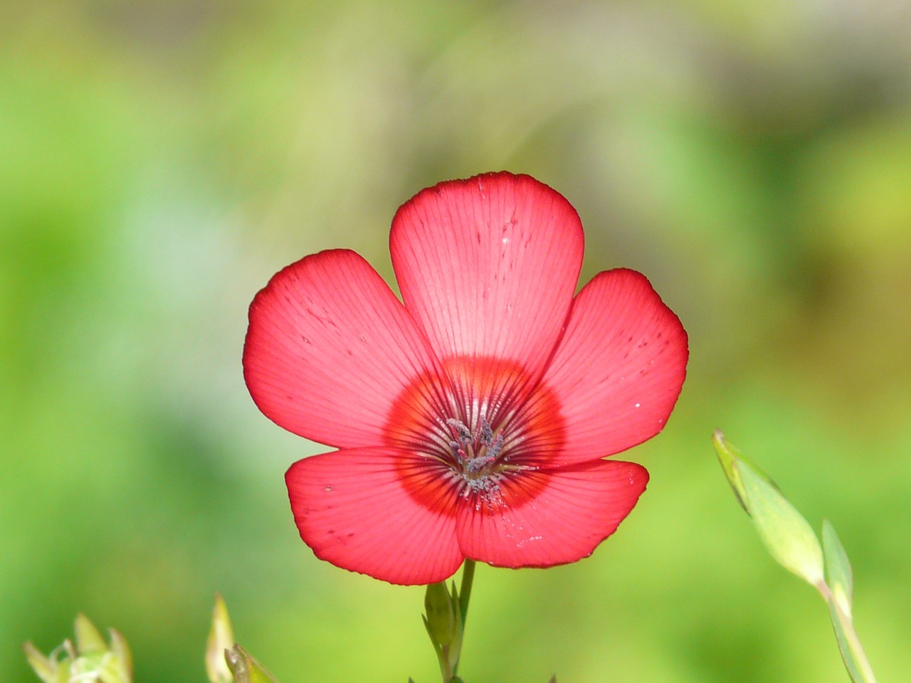 prachtlein red lein blossom free photo
