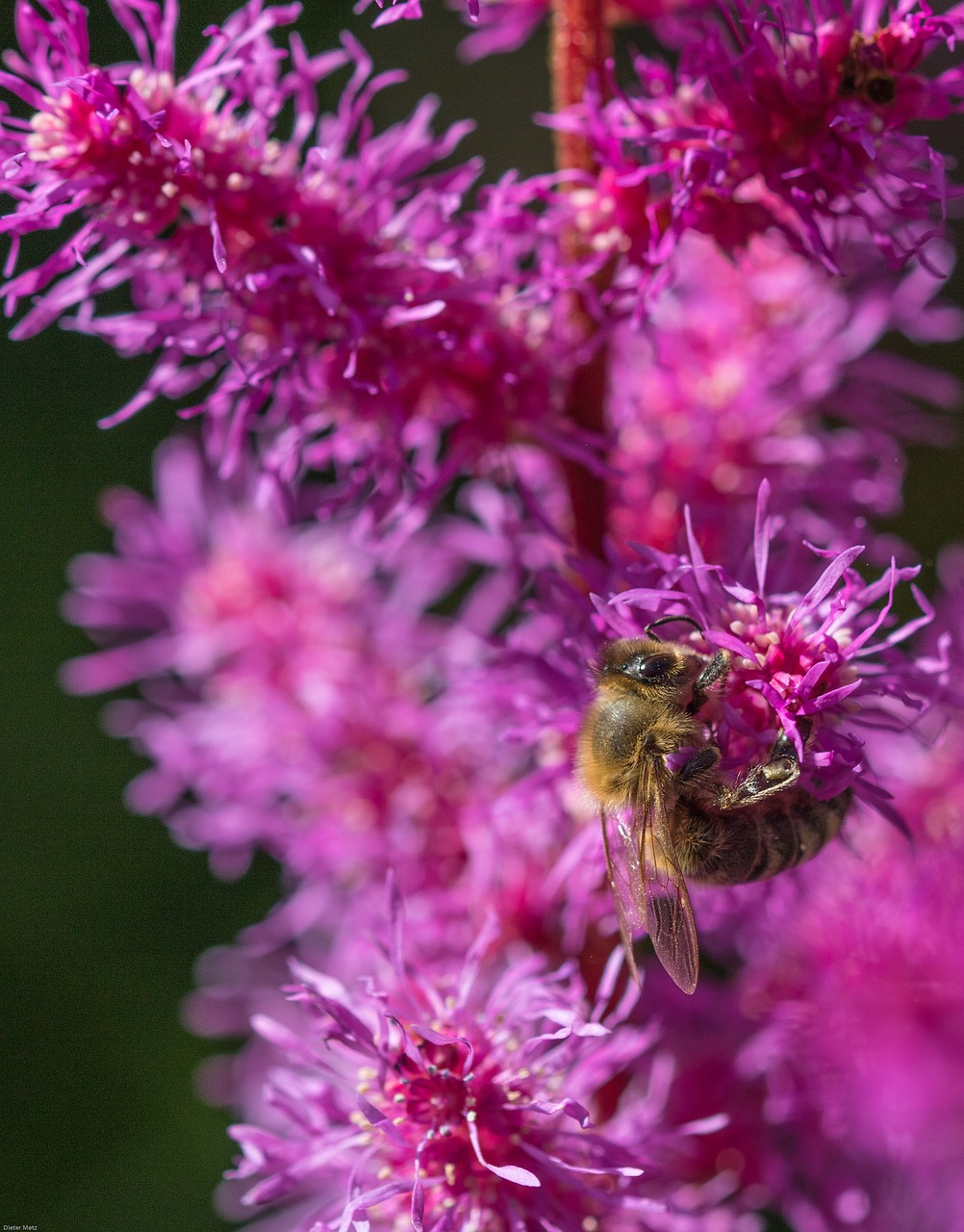 prachtspiere astilbe bee free photo