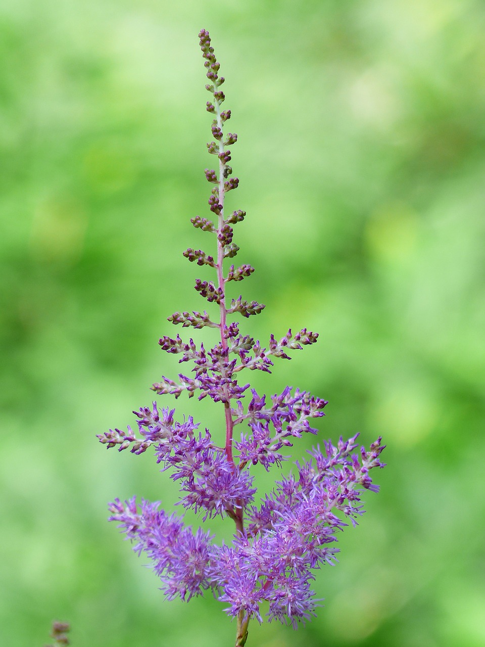 prachtspiere astilbe plant free photo