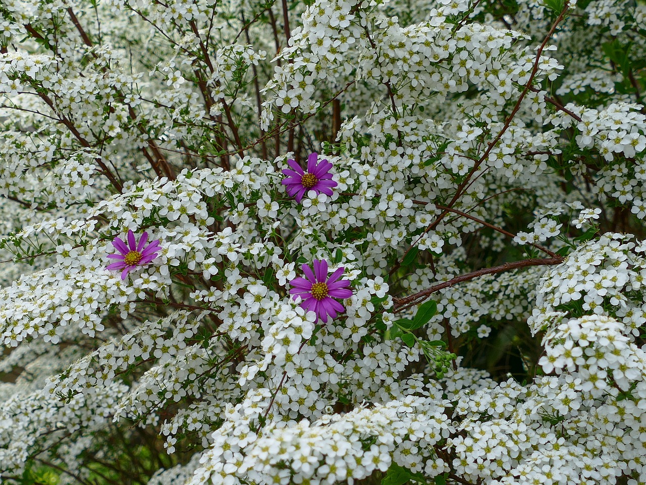 prachtspiere  flower purple  white flowers free photo