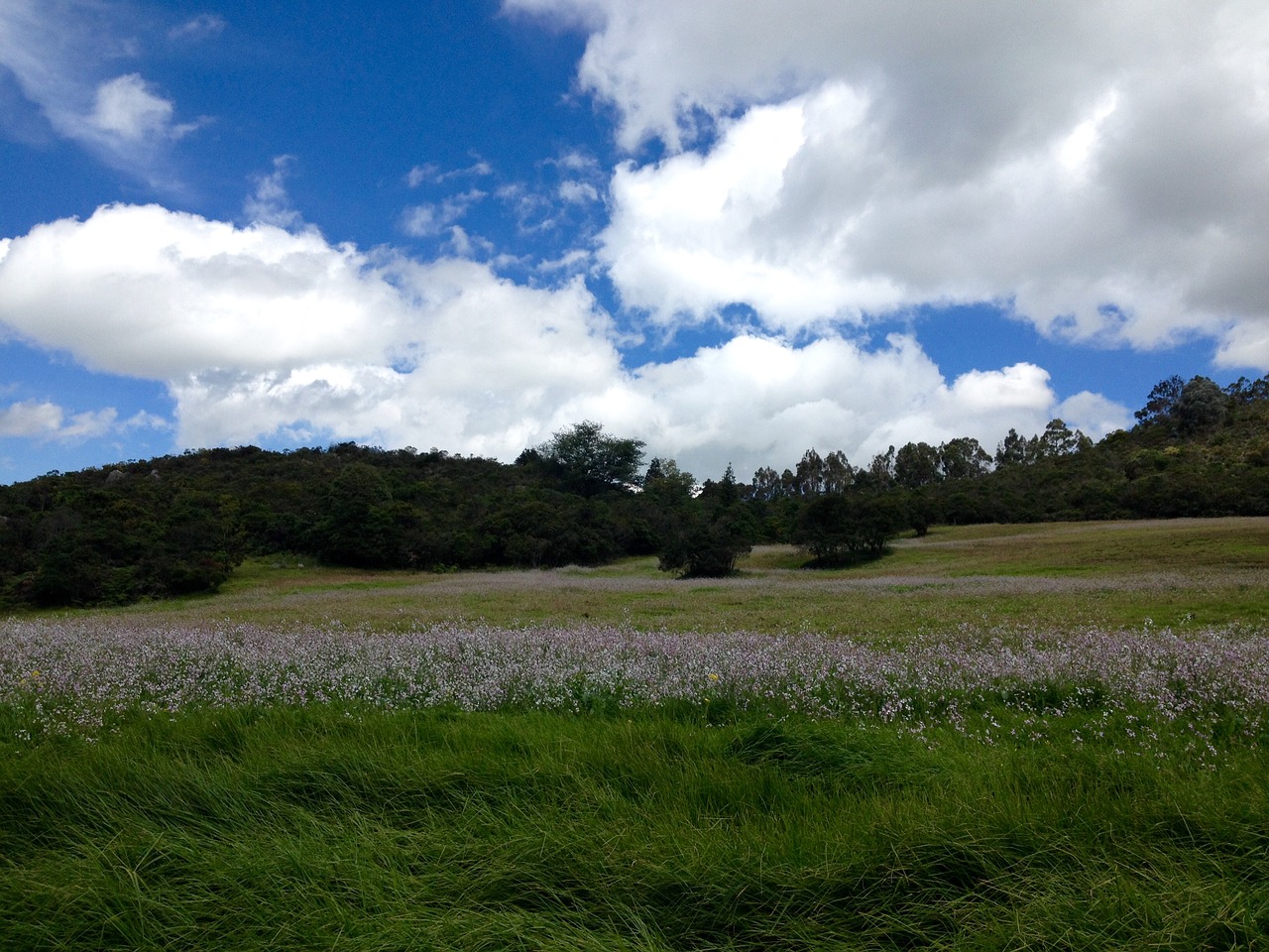 sky grass landscape free photo