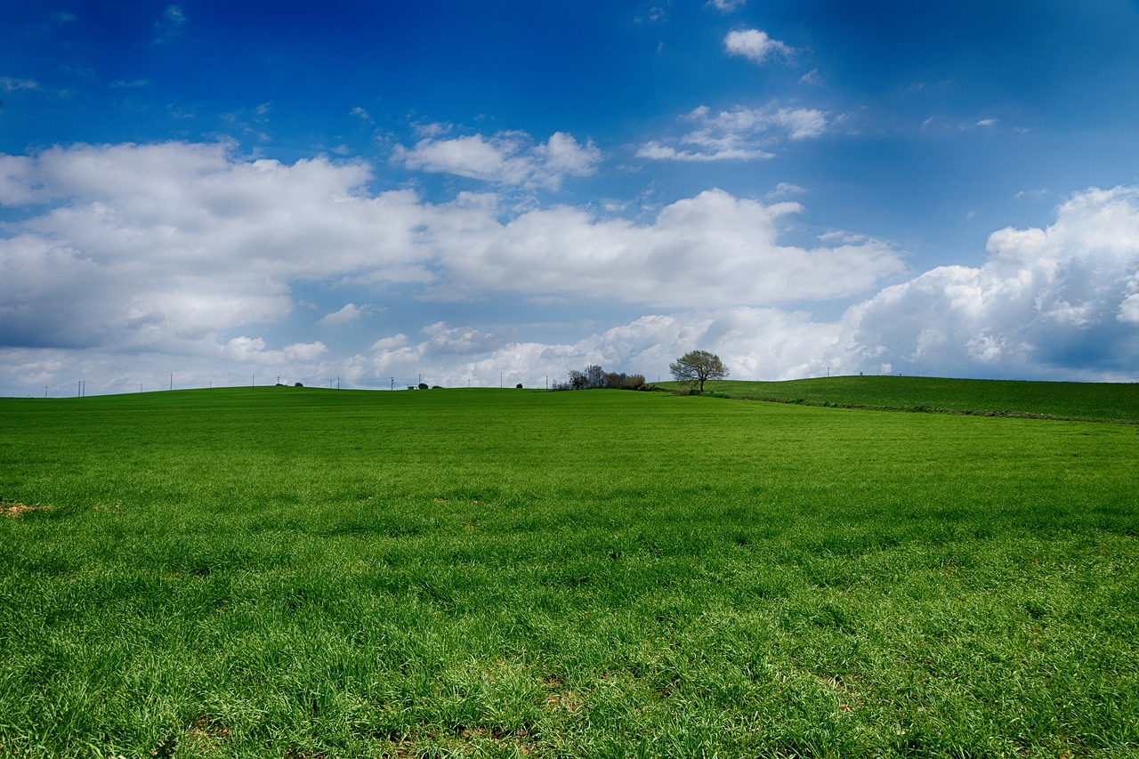 prado  green meadow  sky free photo