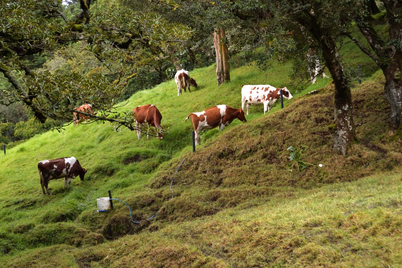 prado  cows  livestock free photo