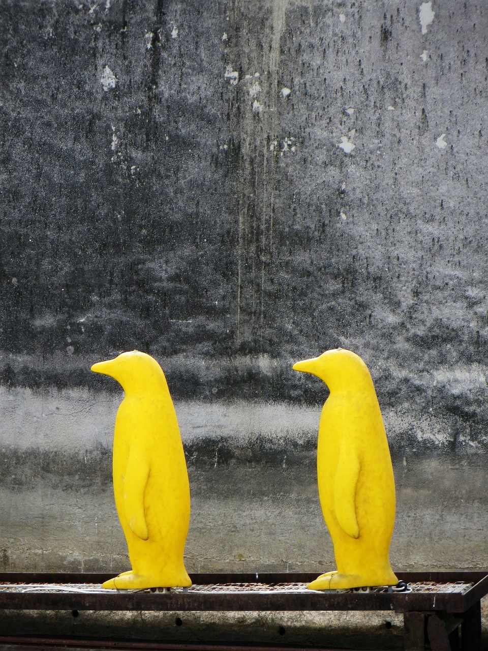 prague penguins yellow free photo