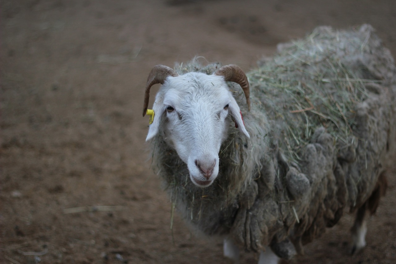 prague zoo sheep free photo