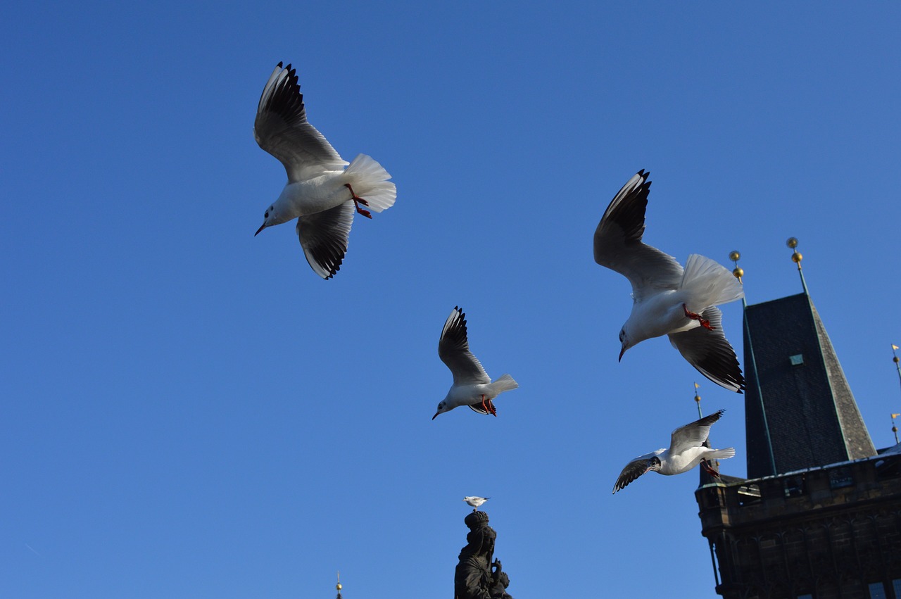 prague  czech  europe free photo