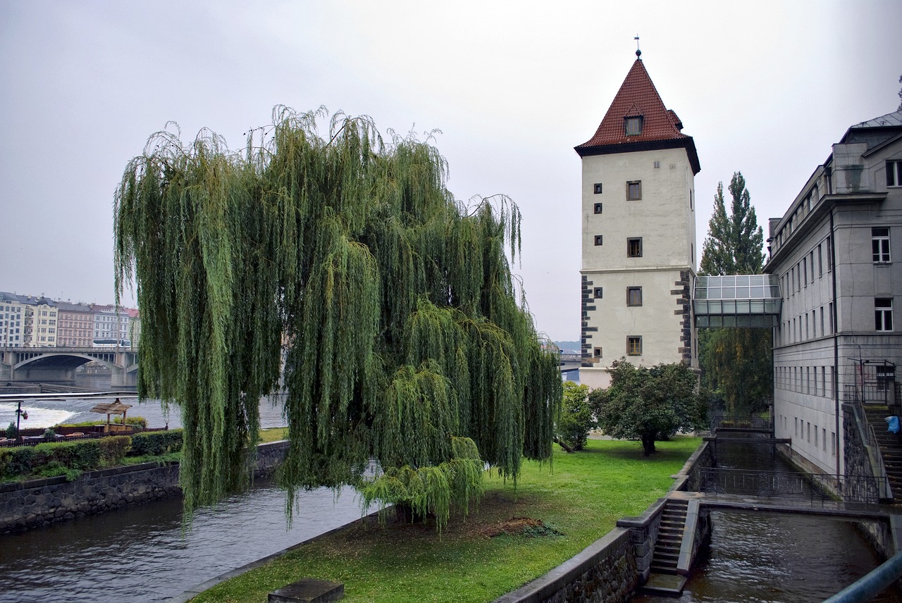 prague  tower  willow free photo