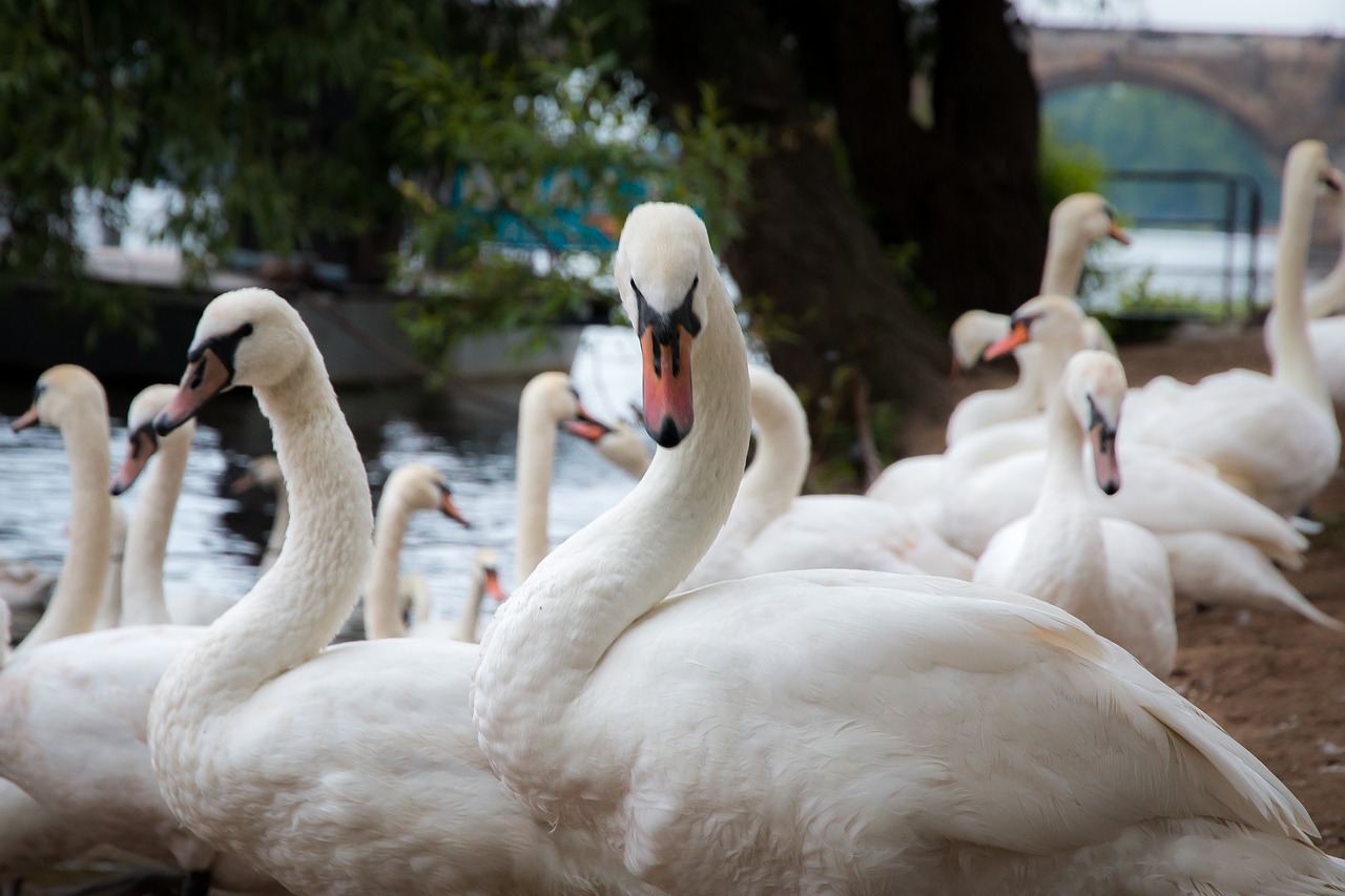 prague  bird  swan free photo