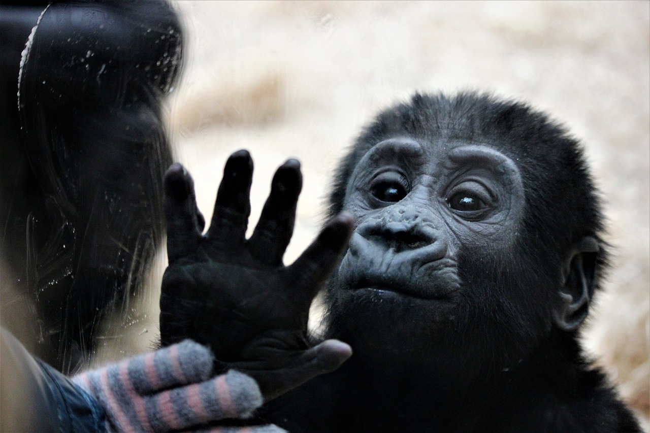 prague zoo ajabu animal free photo