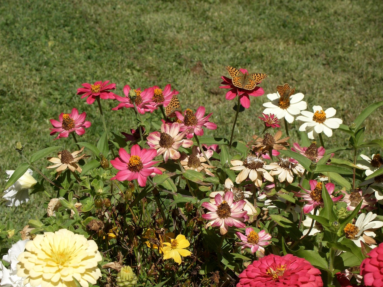 prairie flowers summer free photo