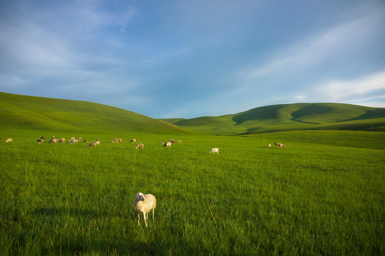 prairie sheep inner mongolia free photo