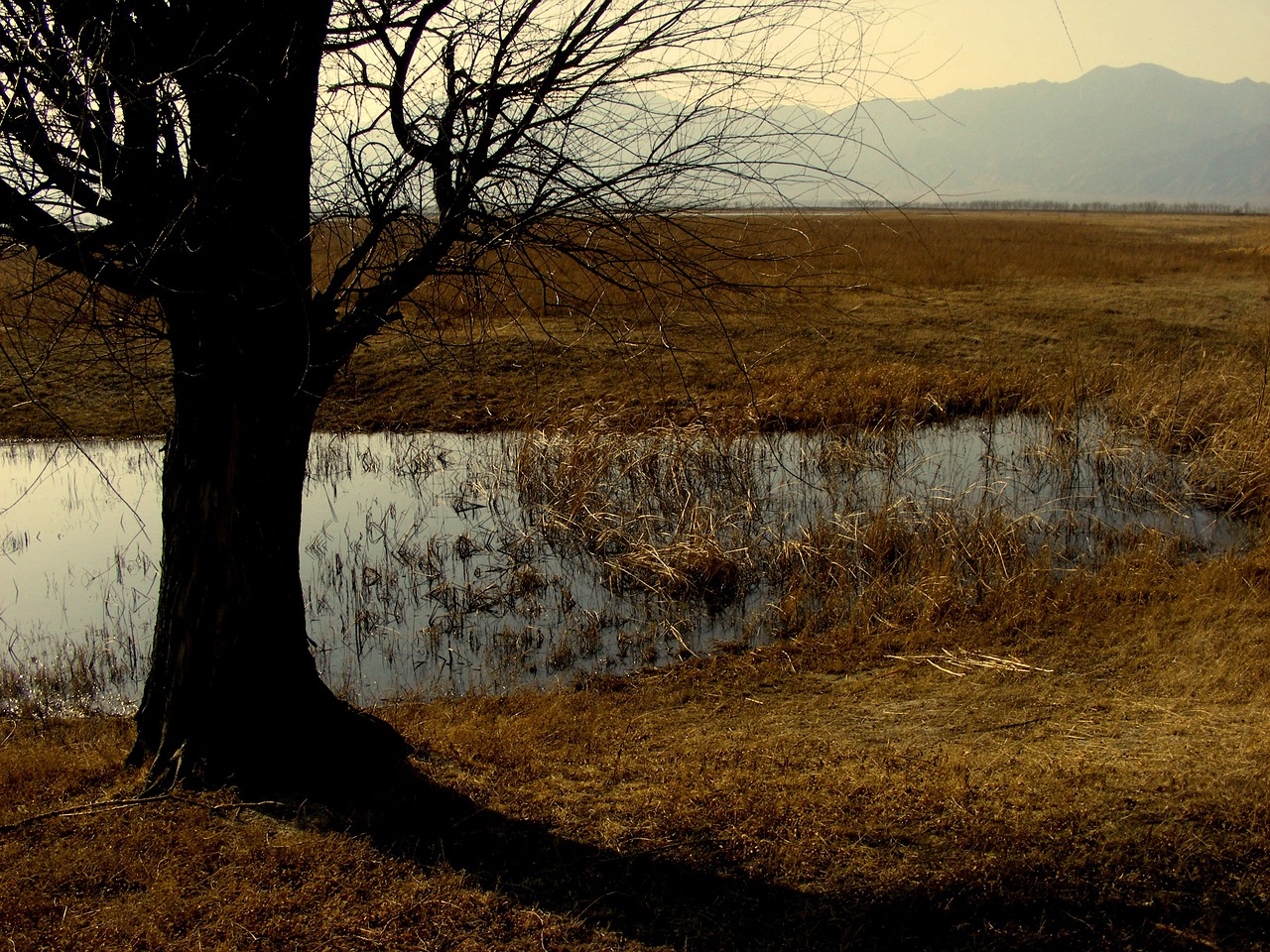 prairie yeyahu big trees free photo