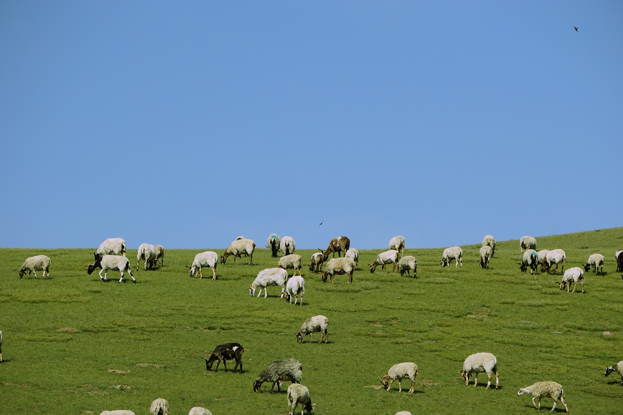 prairie the flock summer free photo