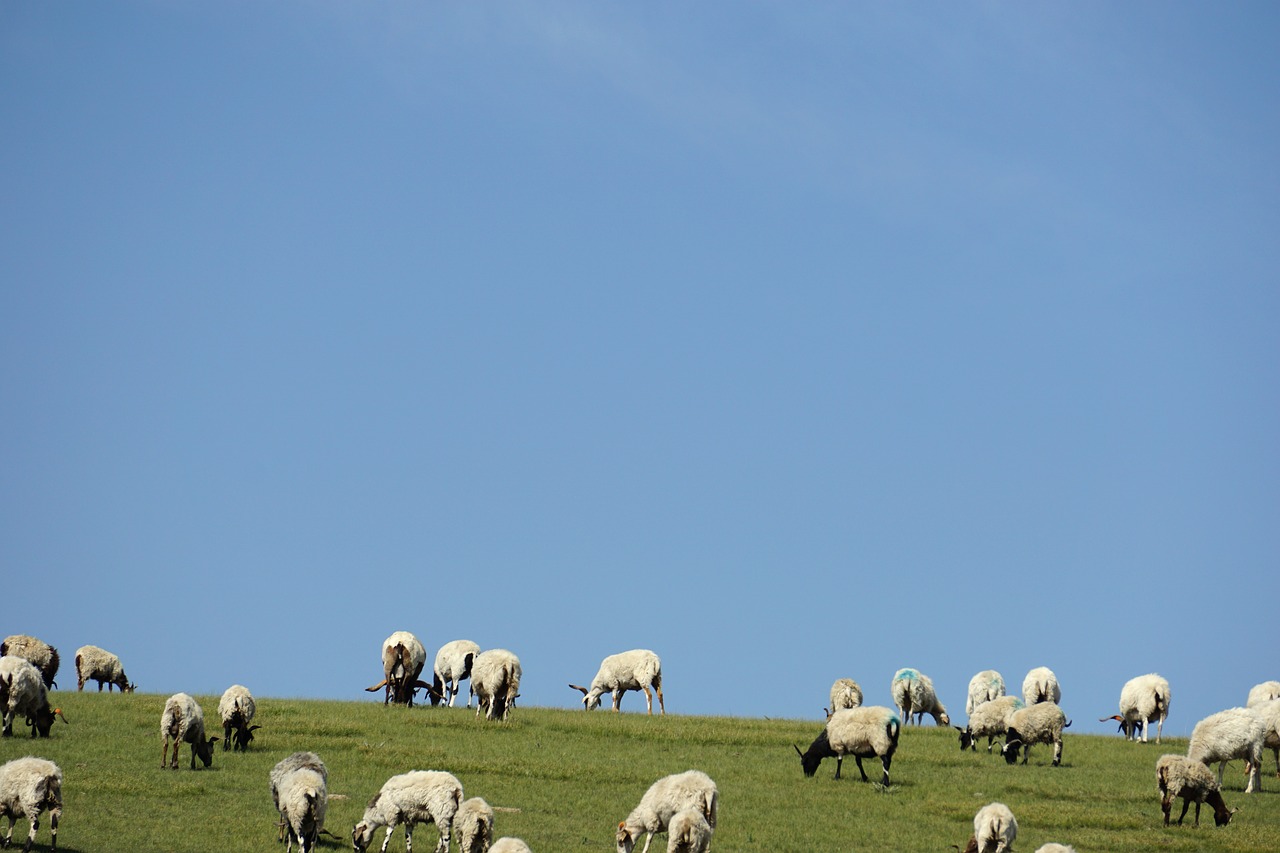 prairie the flock summer free photo