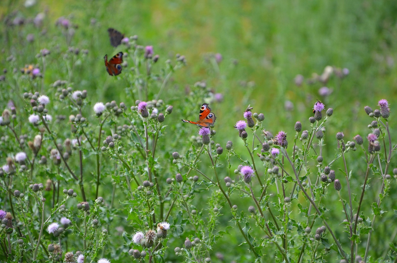 prairie insects butterflies free photo