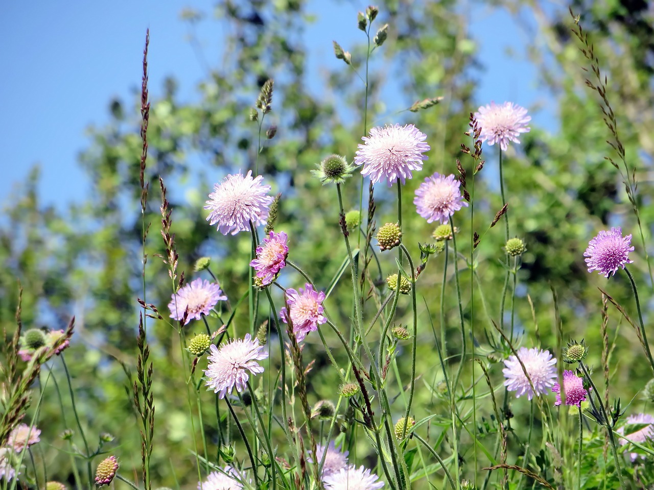 prairie  pink flowers  centaurées free photo