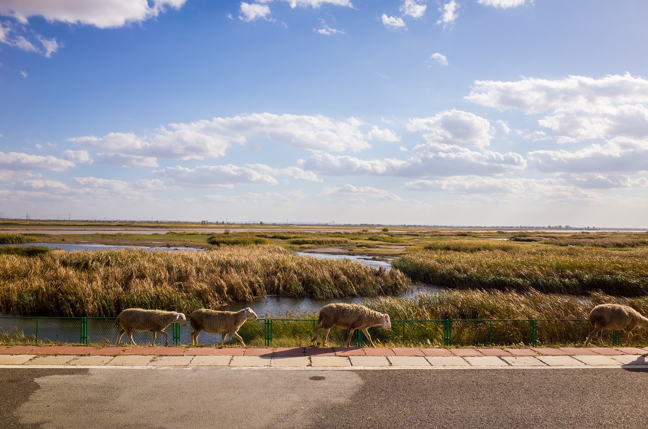 prairie  wetlands  the scenery free photo