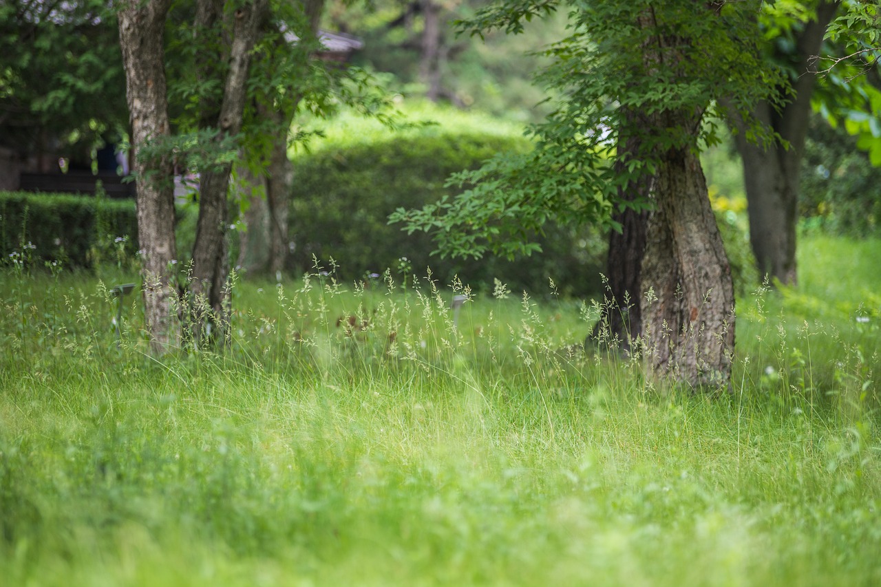 prairie  tree  bush free photo