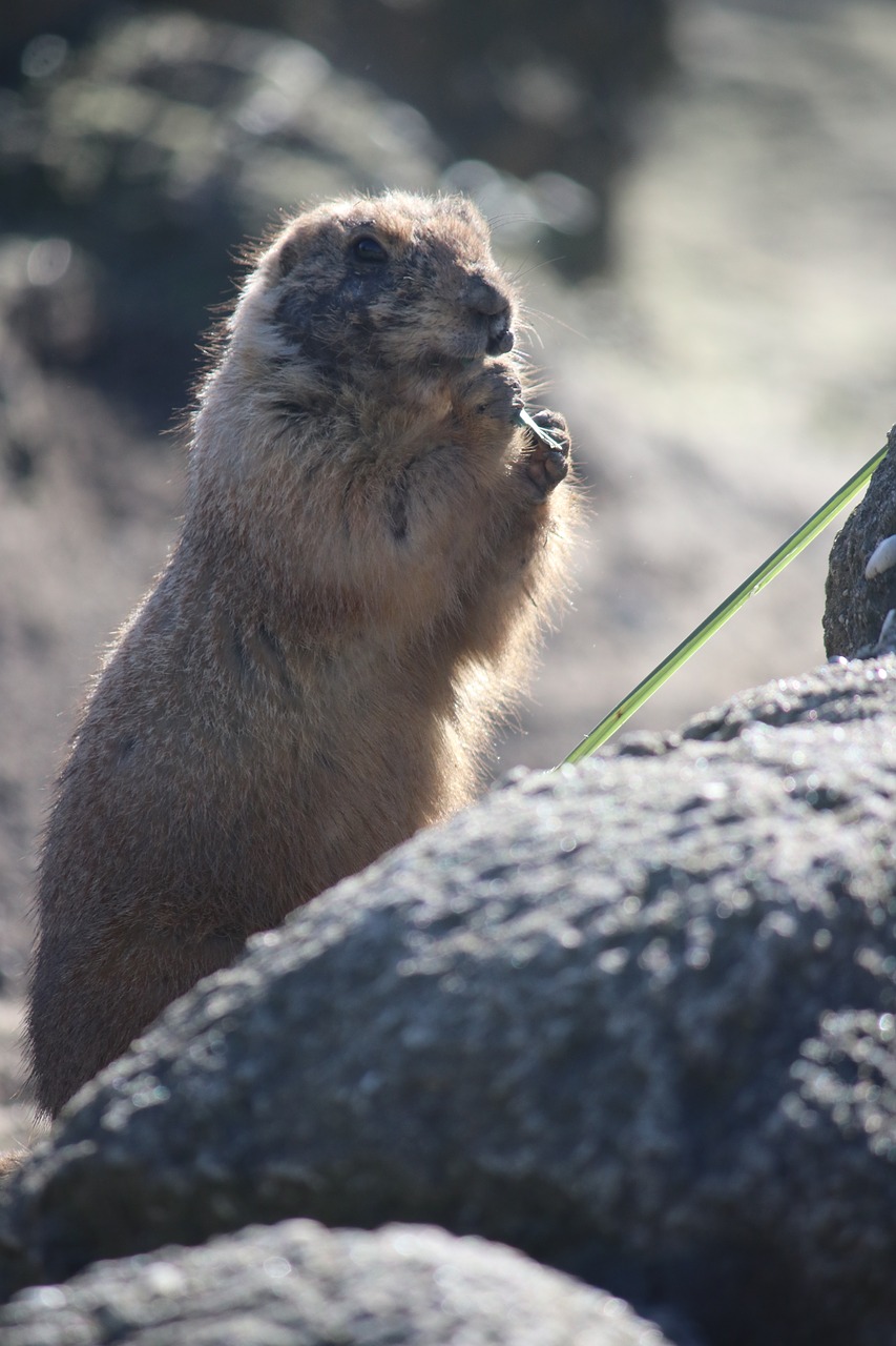 prairie  dog  hole free photo