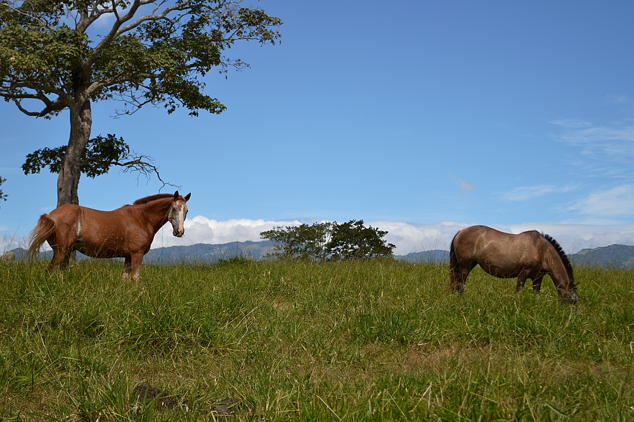 prairie  horse  horses free photo