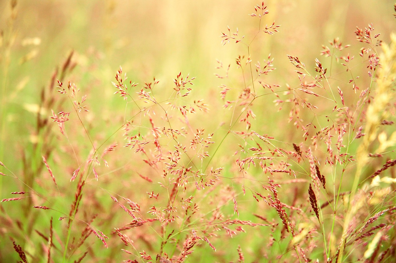 prairie grassland grass free photo