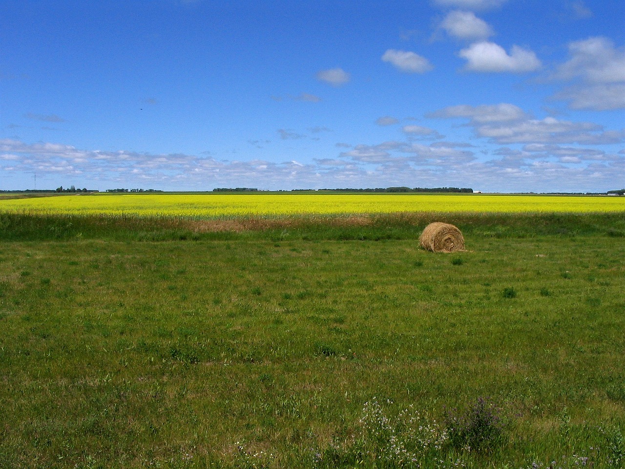 prairie field nature free photo