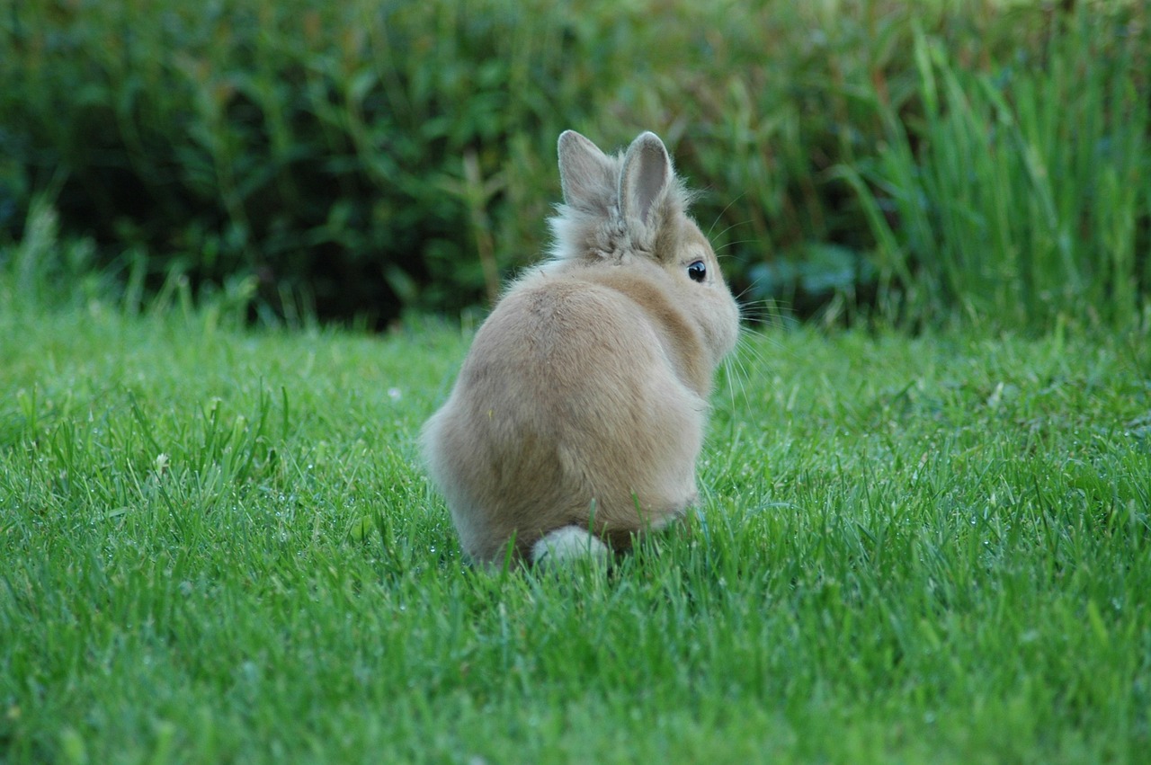 prairie rabbit grass free photo