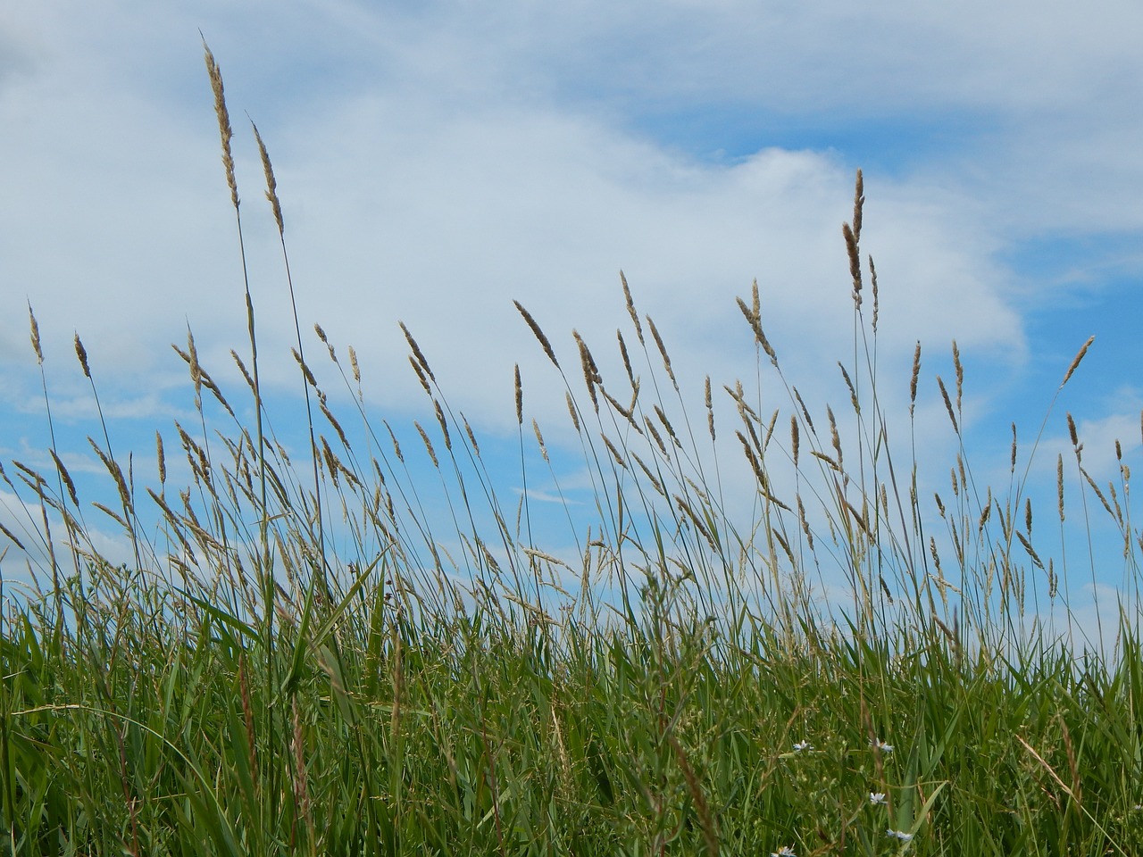 prairie tall grass sky free photo