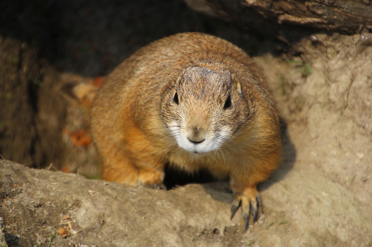 prairie dog nager rodent free photo