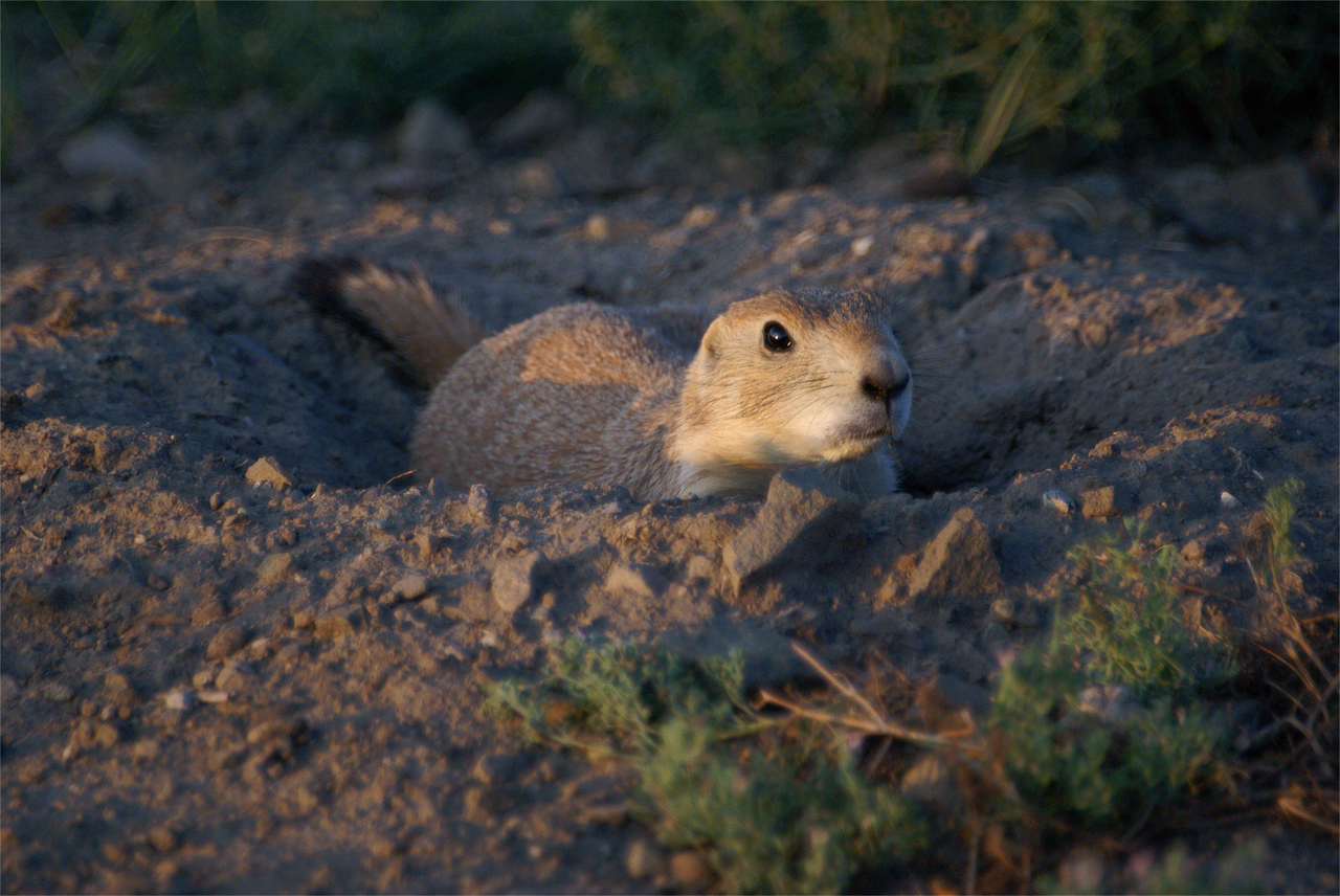 prairie dog animal burrowing free photo