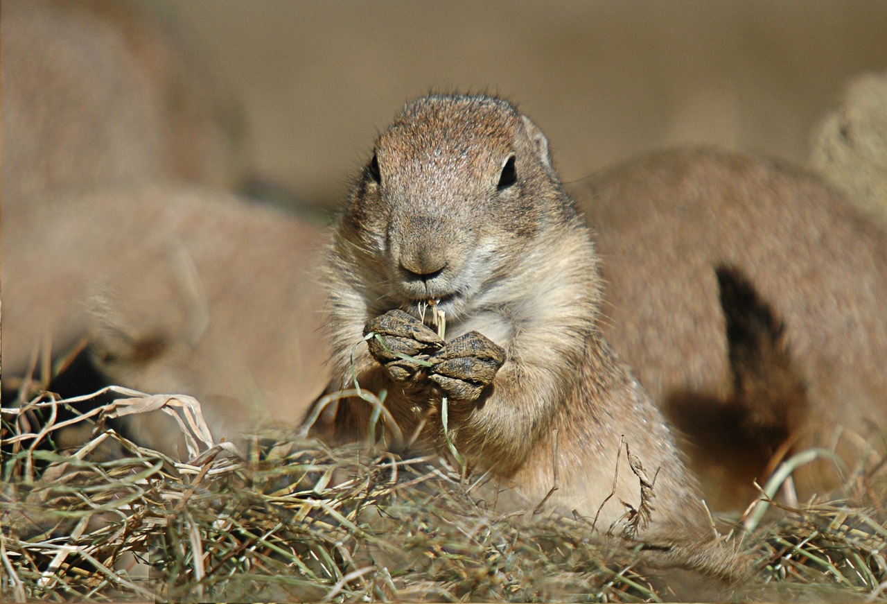 prairie dog rodent animal free photo