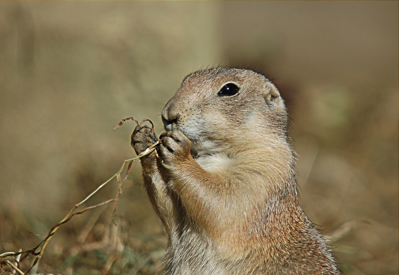 prairie dog rodent animal free photo