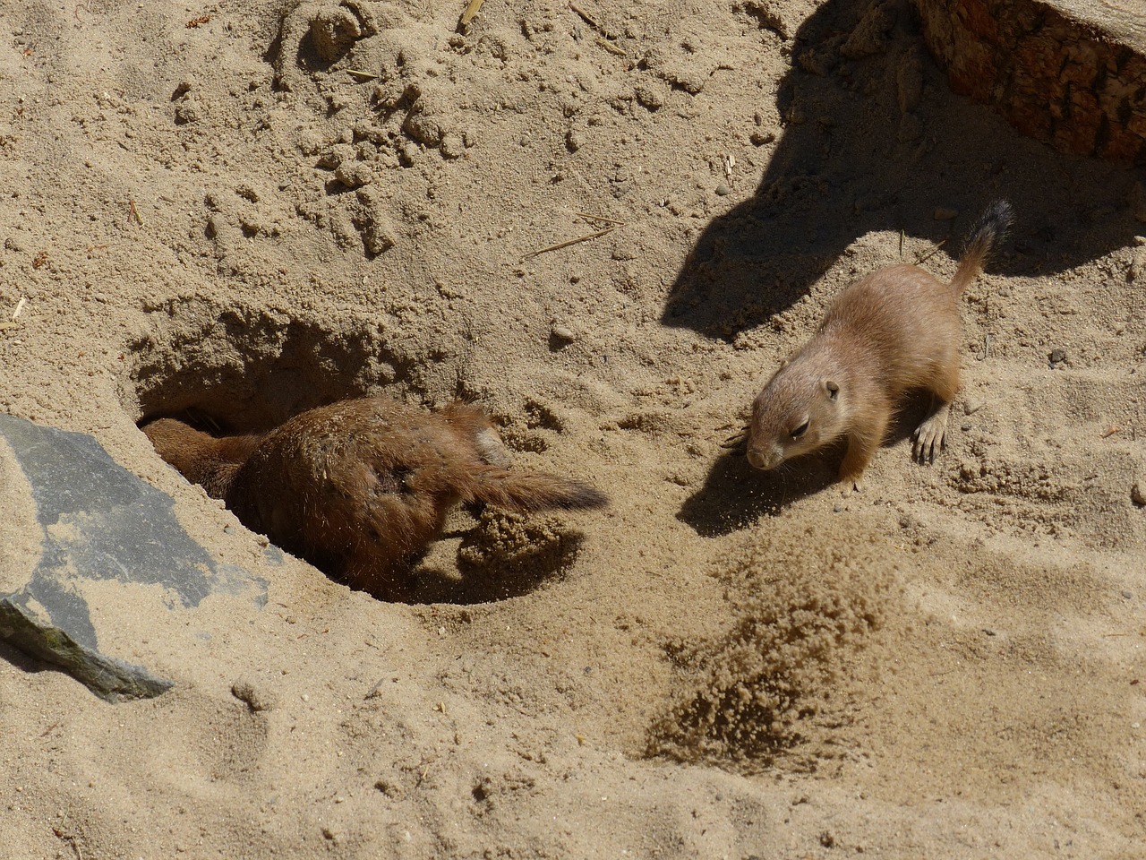 prairie dog young animal dig free photo