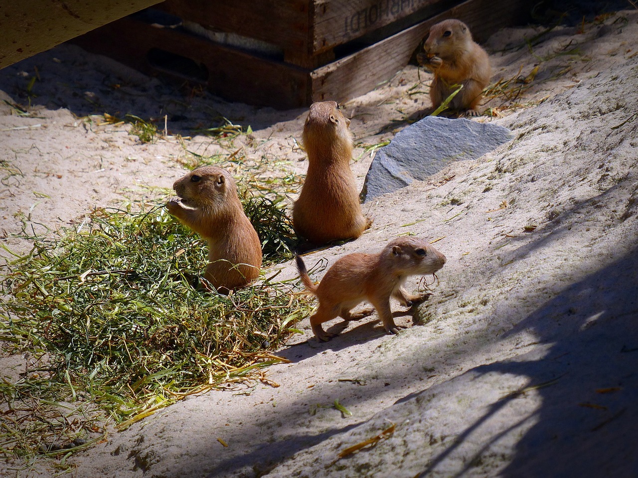 prairie dog young animal eat free photo