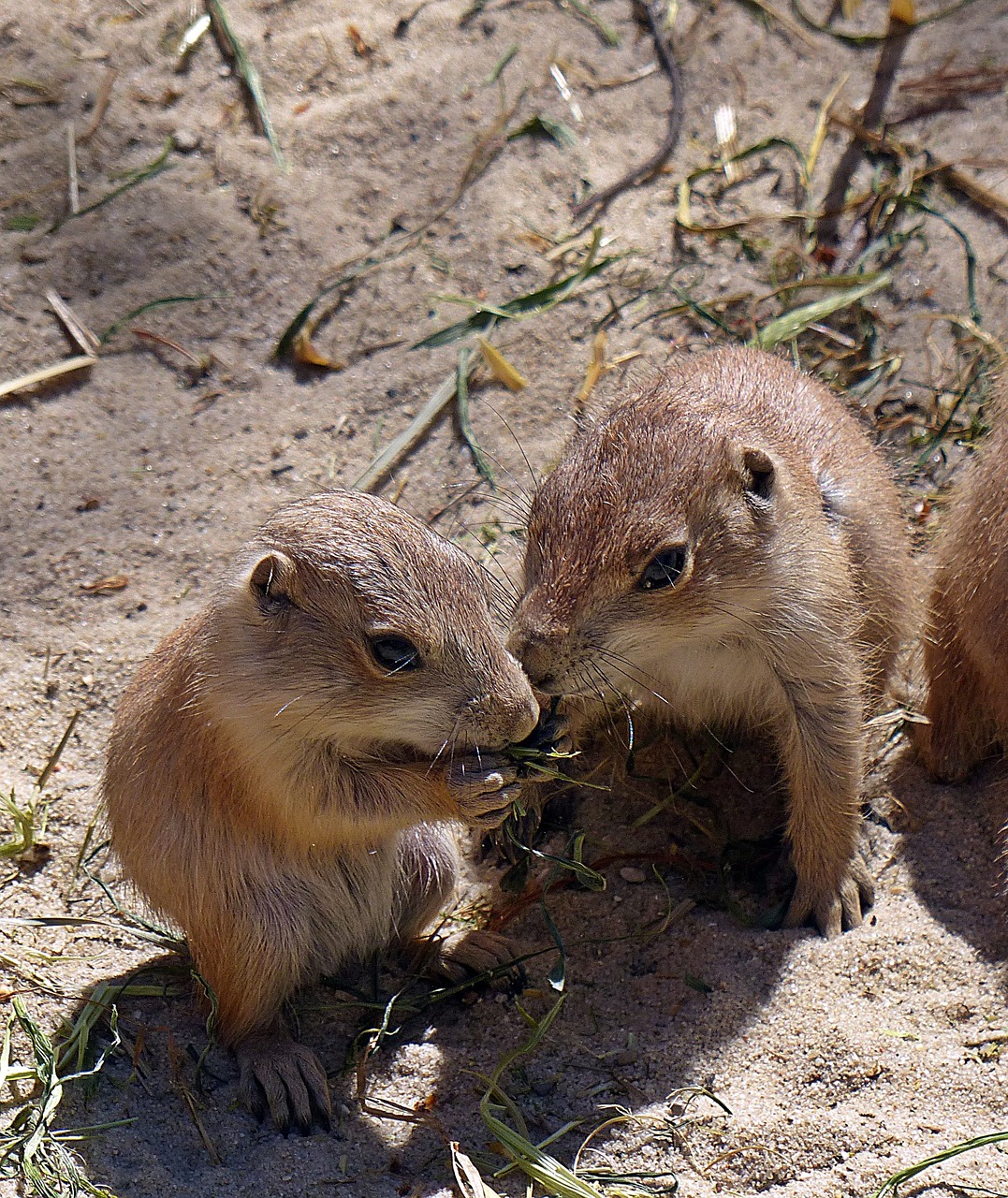 prairie dog young animal eat free photo