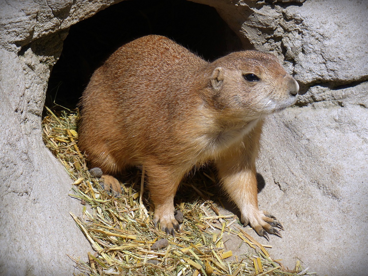 prairie dog animal rodent free photo