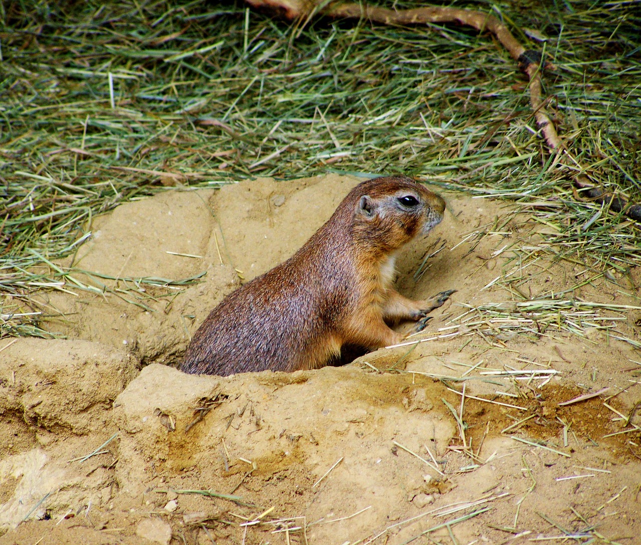 prairie dog mammal residential wells free photo