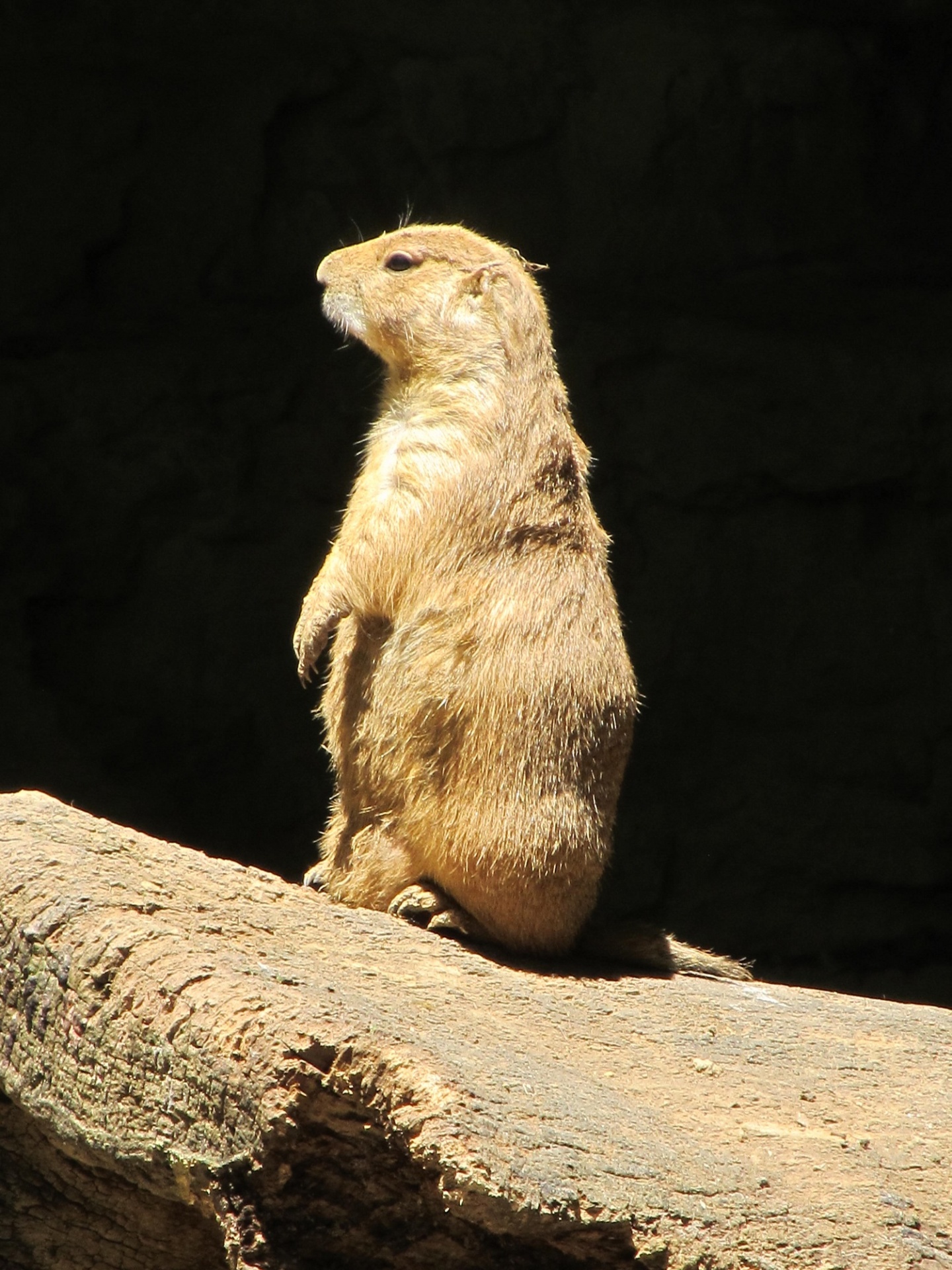 prairie dog wildlife nature free photo