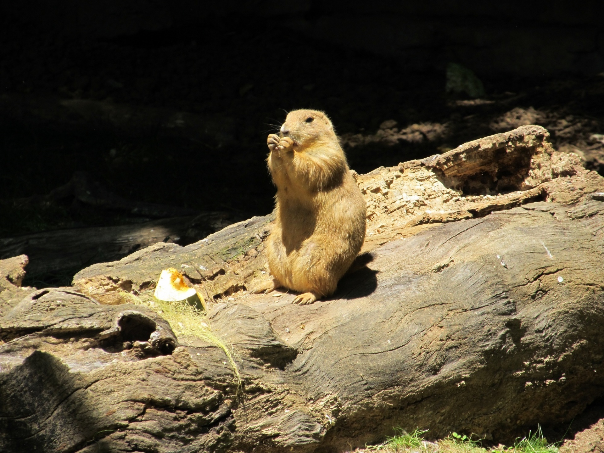 prairie dog wildlife nature free photo