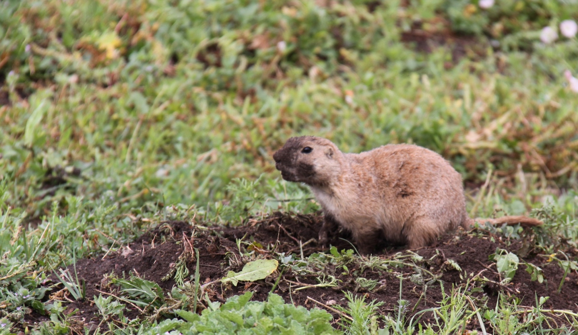 prairie dog wildlife nature free photo