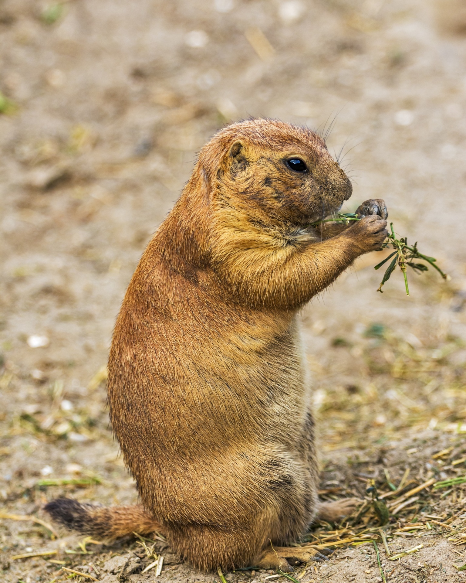 prairie dog rodent eating free photo