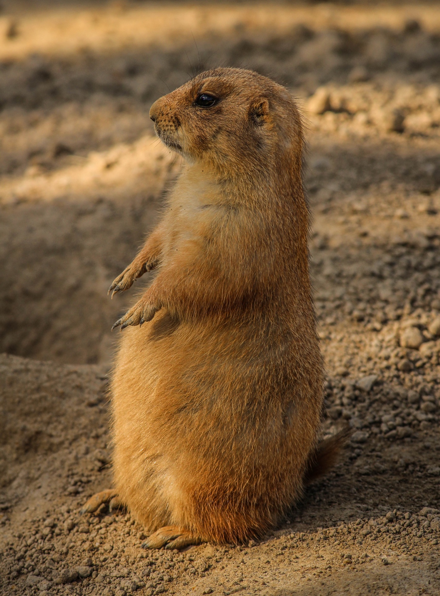 prairie dog rodent sitting free photo