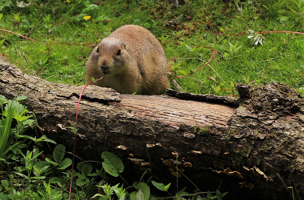 prairie dog wildlife prairie free photo