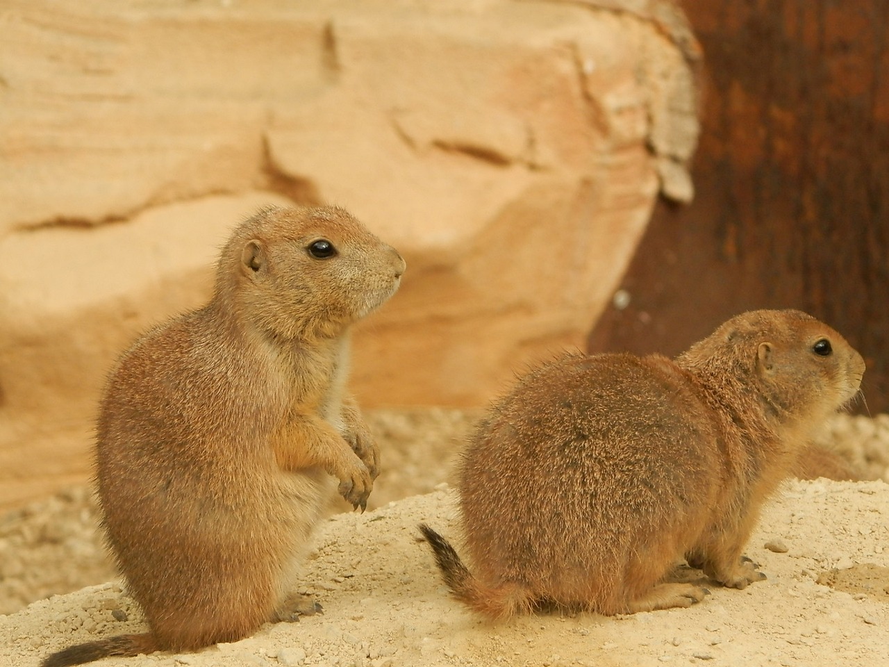 prairie dog animal nature free photo